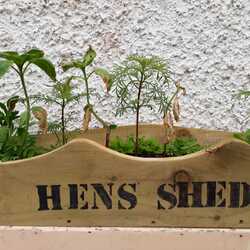 Profile photo for B'More Hens Shed 